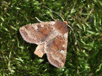 Conistra erythrocephala D. & S. adulte - Philippe Mothiron