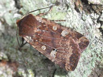 Conistra erythrocephala D. & S. adulte - ©Philippe Mothiron