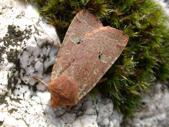 Conistra erythrocephala D. & S. adulte - ©Philippe Mothiron