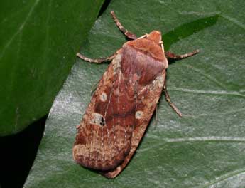 Conistra erythrocephala D. & S. adulte - Philippe Mothiron