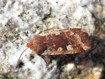 Conistra erythrocephala D. & S. adulte - Philippe Mothiron