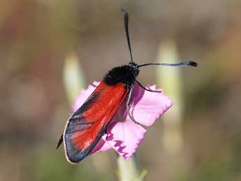 Zygaena erythrus Hb. adulte - ©Franois Fournier