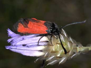 Zygaena erythrus Hb. adulte - Philippe Mothiron