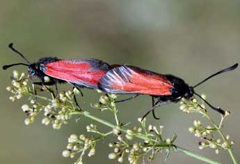 Zygaena erythrus Hb. adulte - ©Daniel Morel