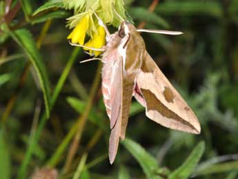 Hyles euphorbiae L. adulte - ©Philippe Mothiron