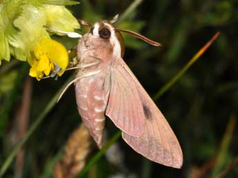 Hyles euphorbiae L. adulte - ©Philippe Mothiron