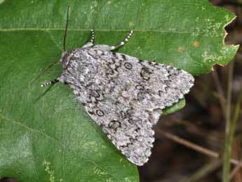 Acronicta euphorbiae D. & S. adulte - Philippe Mothiron