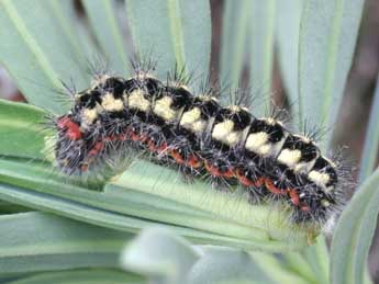  Chenille de Acronicta euphorbiae D. & S. - Daniel Morel