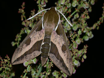 Hyles euphorbiae L. adulte - Philippe Mothiron