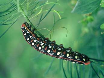  Chenille de Hyles euphorbiae L. - ©Philippe Mothiron