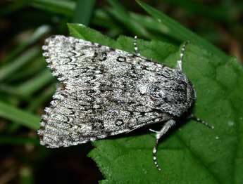 Acronicta euphorbiae D. & S. adulte - ©Philippe Mothiron