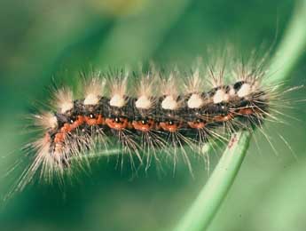  Chenille de Acronicta euphorbiae D. & S. - ©Philippe Mothiron