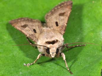 Agrotis exclamationis L. adulte - ©Philippe Mothiron