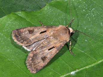 Agrotis exclamationis L. adulte - Philippe Mothiron