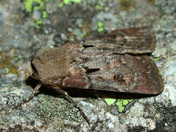 Agrotis exclamationis L. adulte - Herv Guyot