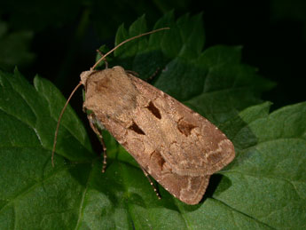 Agrotis exclamationis L. adulte - ©Philippe Mothiron