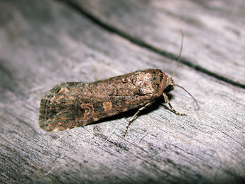 Spodoptera exigua Hb. adulte - ©Philippe Mothiron