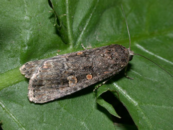 Spodoptera exigua Hb. adulte - ©Philippe Mothiron