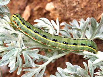  Chenille de Xylena exsoleta L. - ©Daniel Morel