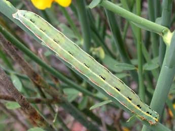  Chenille de Xylena exsoleta L. - ©Philippe Mothiron