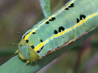  Chenille de Xylena exsoleta L. - ©Philippe Mothiron