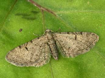 Eupithecia extraversaria H.-S. adulte - Daniel Morel