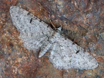 Eupithecia extraversaria H.-S. adulte - Daniel Morel