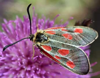 Zygaena exulans Hochenwart adulte - Daniel Morel