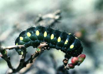  Chenille de Zygaena exulans Hochenwart - ©Philippe Mothiron