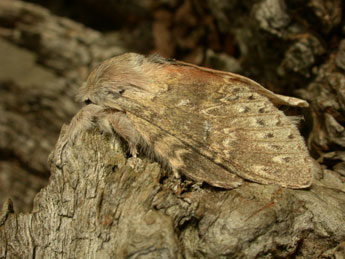 Stauropus fagi L. adulte - ©Philippe Mothiron