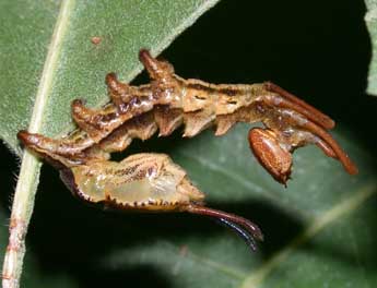  Chenille de Stauropus fagi L. - ©Philippe Mothiron