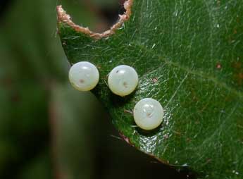  Oeuf de Stauropus fagi L. - Philippe Mothiron