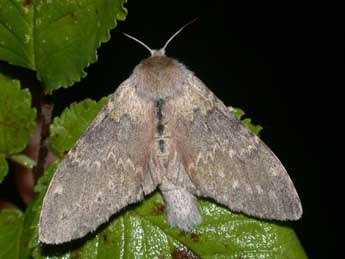 Stauropus fagi L. adulte - Philippe Mothiron