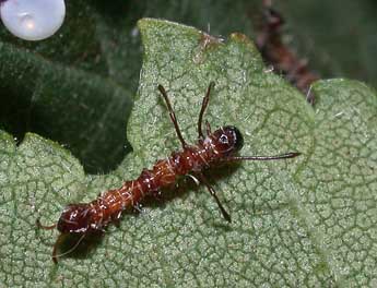  Chenille de Stauropus fagi L. - Philippe Mothiron