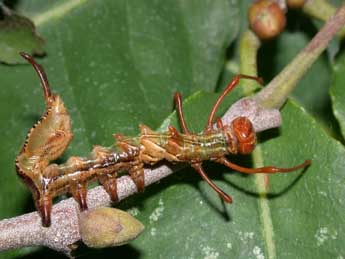  Chenille de Stauropus fagi L. - Philippe Mothiron