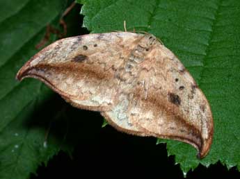 Drepana falcataria L. adulte - ©Philippe Mothiron