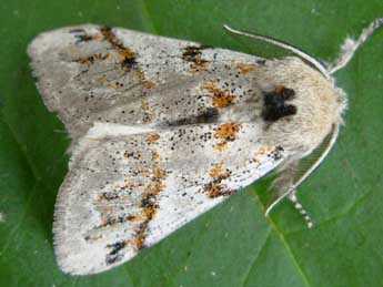 Gynaephora fascelina L. adulte - ©Graham Wenman