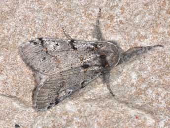 Gynaephora fascelina L. adulte - Philippe Mothiron