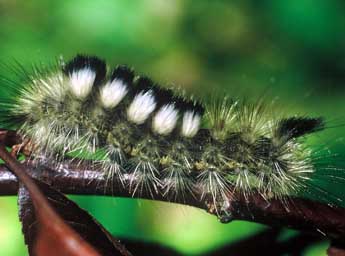  Chenille de Gynaephora fascelina L. - ©Philippe Mothiron