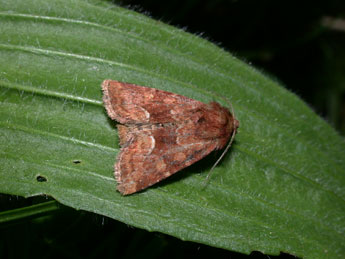 Oligia fasciuncula Hw. adulte - Philippe Mothiron