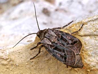 Agrotis mayrorum Ronk. & Huem. adulte - Yann Baillet