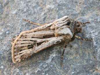 Agrotis mayrorum Ronk. & Huem. adulte - ©Daniel Morel