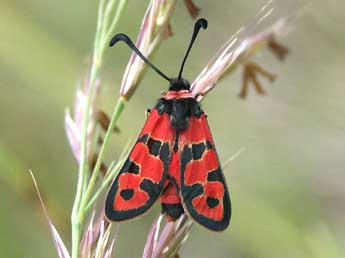 Zygaena fausta L. adulte - ©Claire Hodd