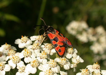 Zygaena hilaris O. adulte - Philippe Mothiron