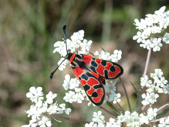 Zygaena fausta L. adulte - Philippe Mothiron