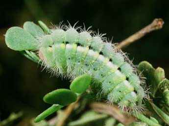  Chenille de Zygaena fausta L. - Philippe Mothiron