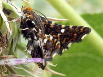 Thyris fenestrella Scop. adulte - Daniel Morel