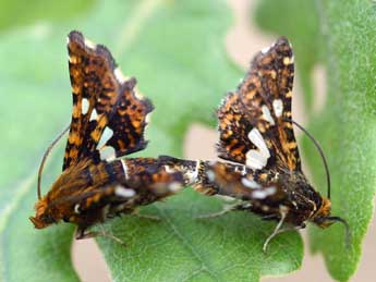 Thyris fenestrella Scop. adulte - ©Daniel Morel