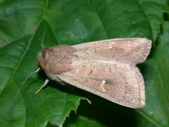 Mythimna ferrago F. adulte - Philippe Mothiron