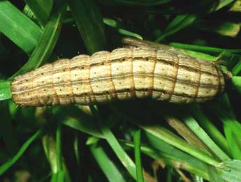  Chenille de Mythimna ferrago F. - ©Philippe Mothiron